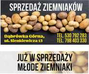 Młode ziemniaki prosto z pola