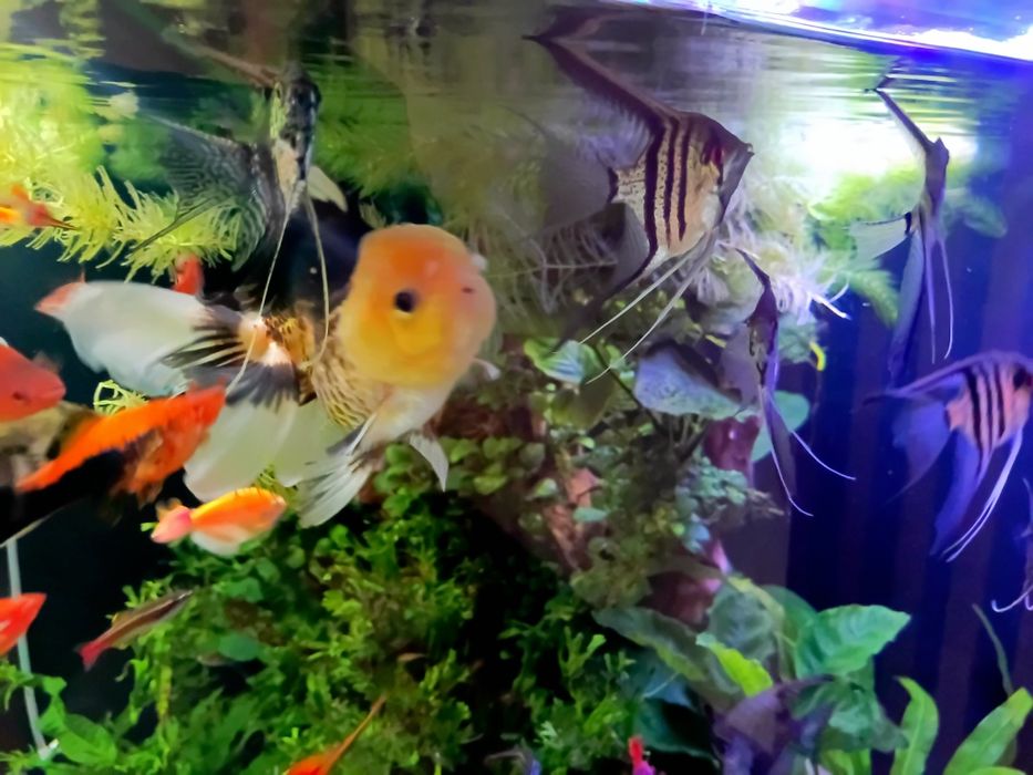 Sprzedam ryby rośliny i podłoże