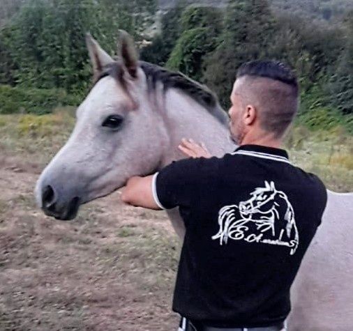 Poltro puro sangue árabe com documentos