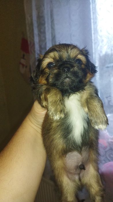 Продам цуценятко пекінес,хлопчик