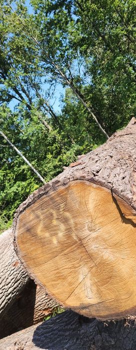 Dąb kłoda tartak kloc drewno drzewo tartaczka