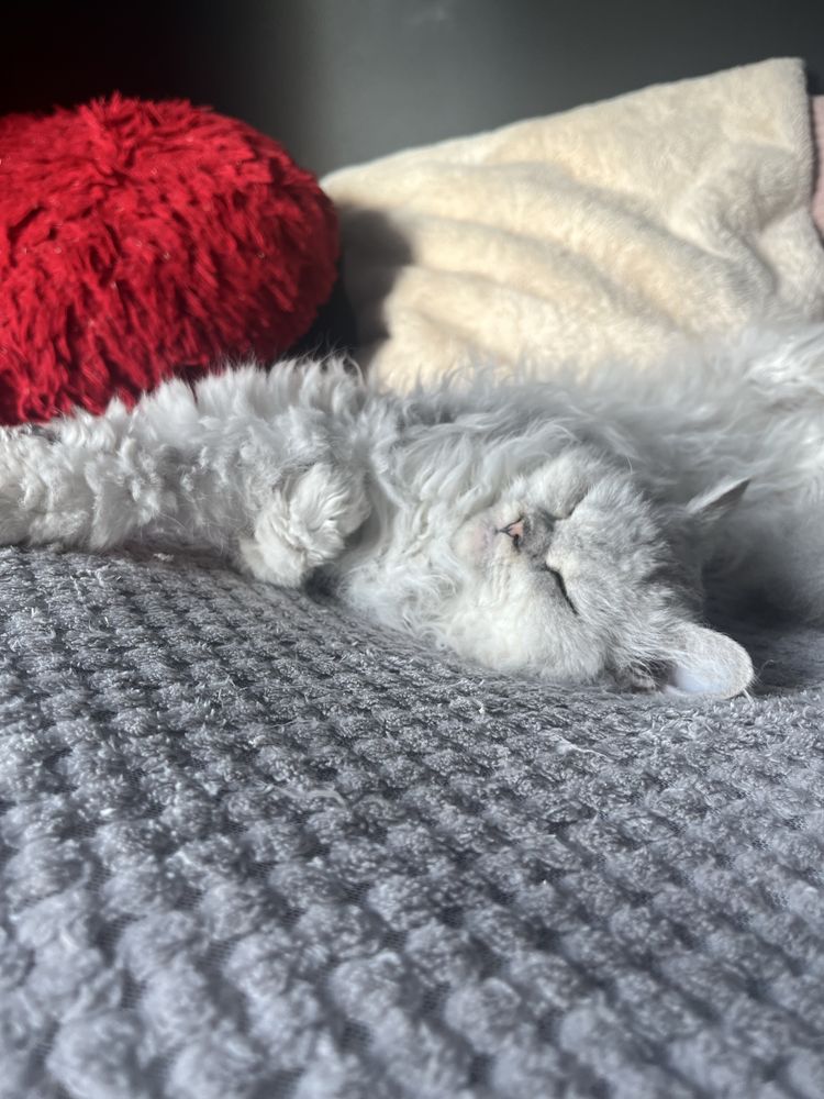 Koteczka selkirk rex