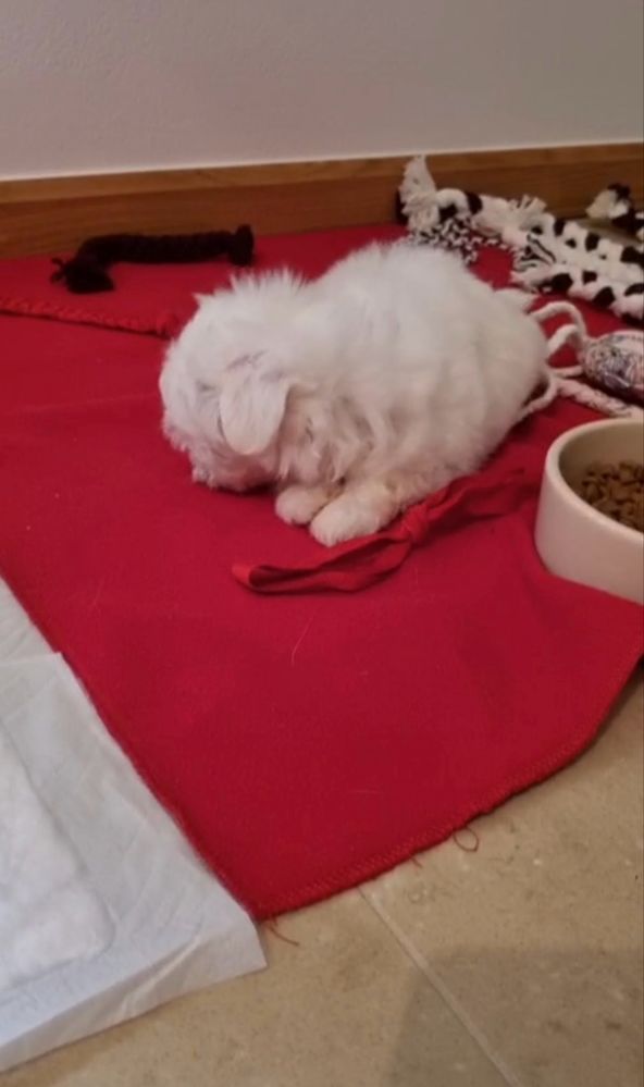Maltanczyk mini piekny wesoly