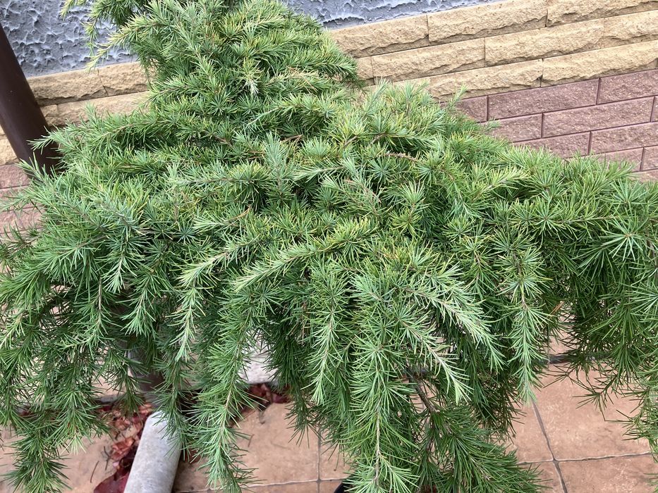 Кедр на штамбі сорт Lime Glow