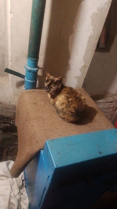 Віддам кішку в хороші руки