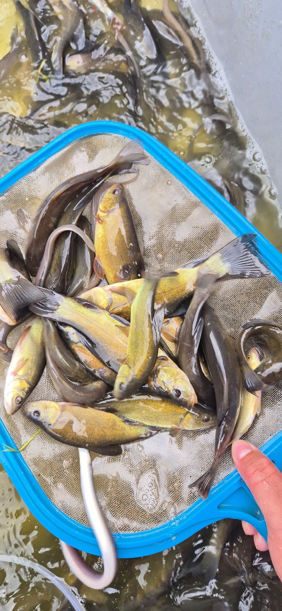 Karp, karaś, koi, ryby, narybek, lin, orfa, żywiec