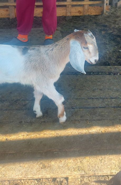 Козенята  англо-нубійські