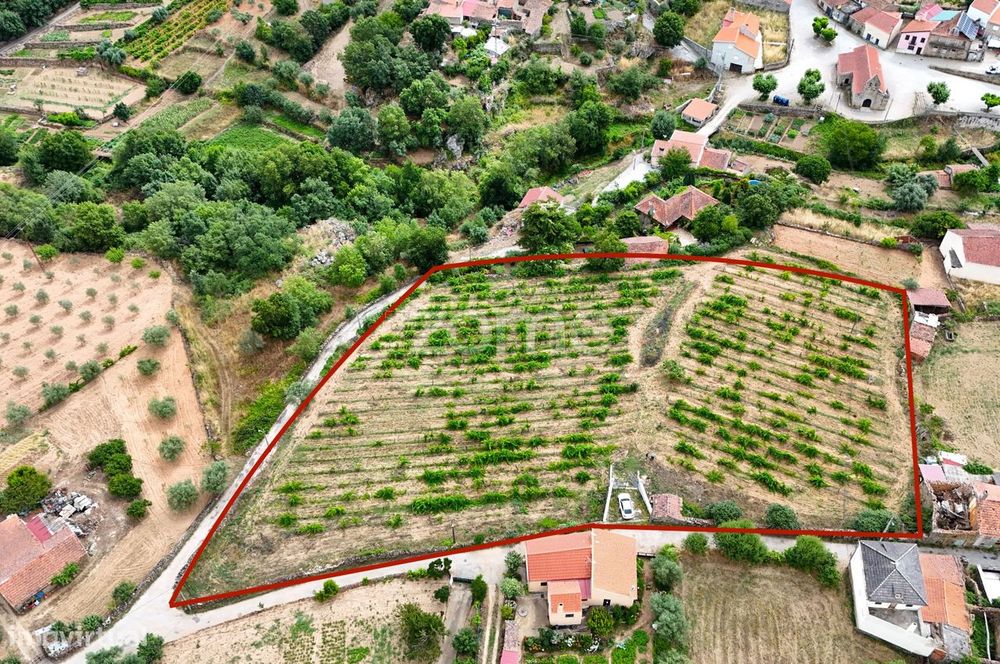 Vinha com 7000m2 localizada em Valbom, Pinhel
