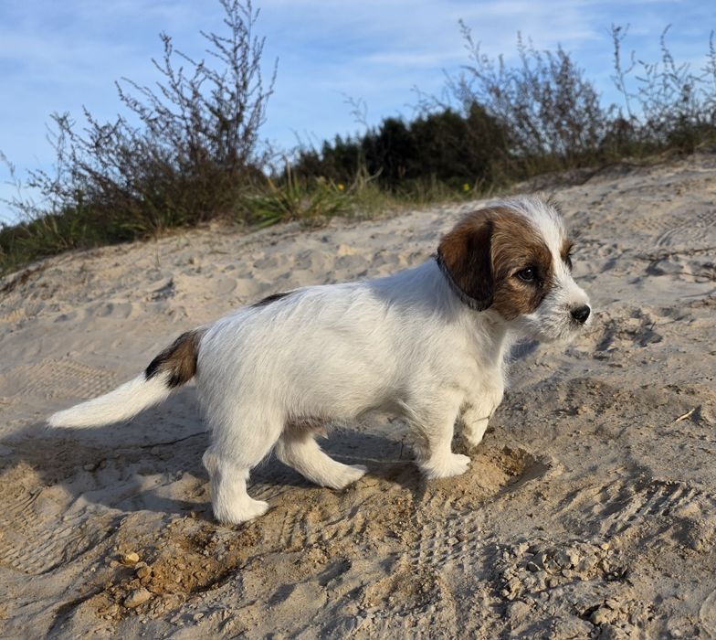 Jack Russell szorstkowłosy