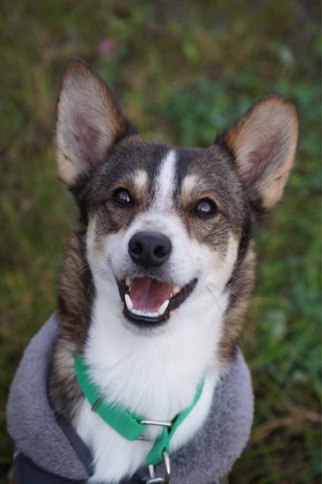 Kropcio – kontaktowy i wrażliwy pies szuka domu