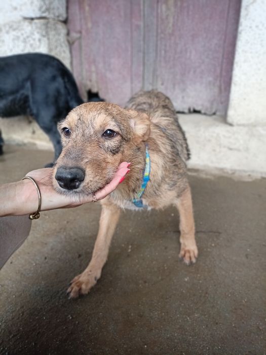 Cadela meiga para adoção