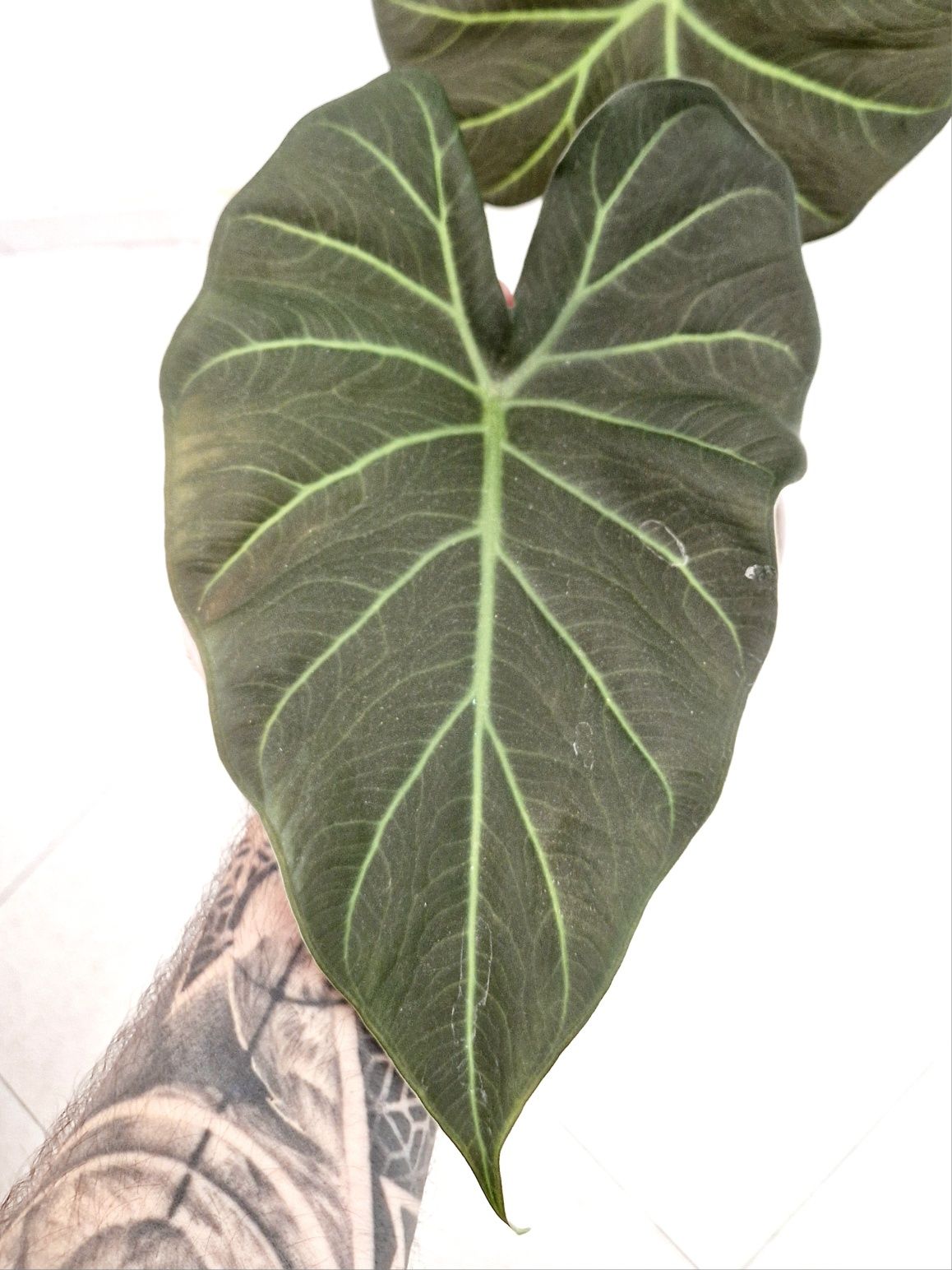 Alocasia Regal Shields grande