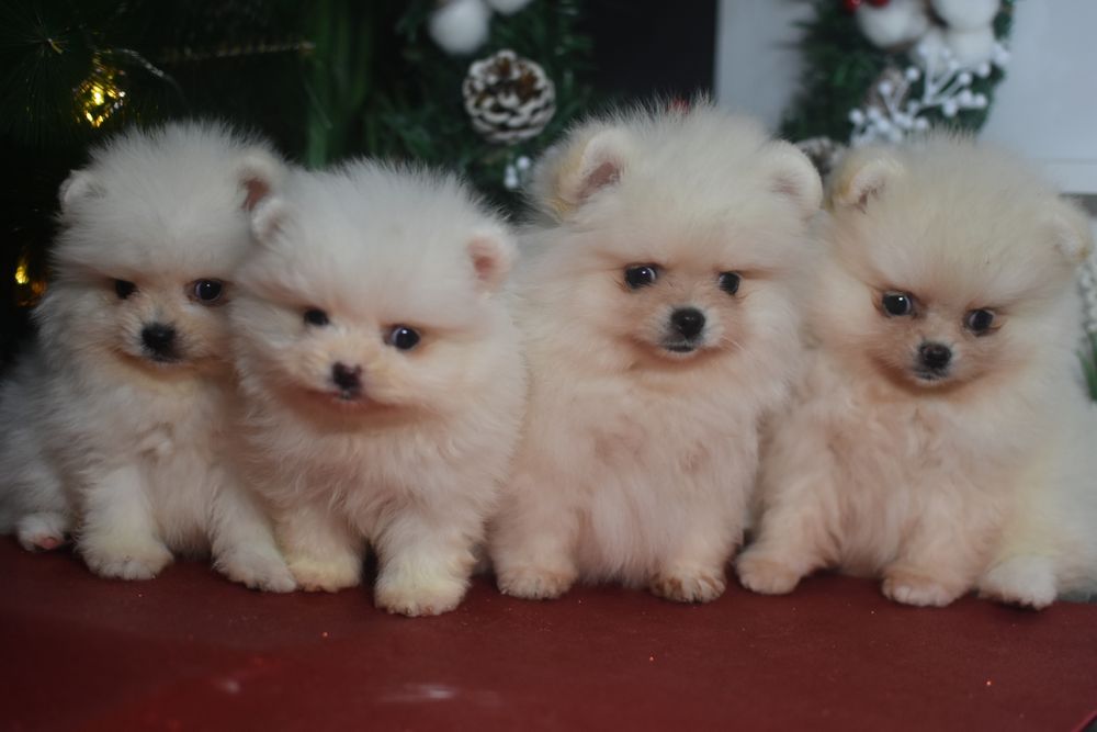 Щенки шпицы