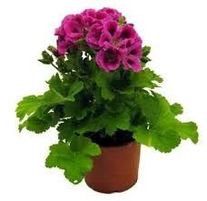 Пеларгонія ( герань, клачики)