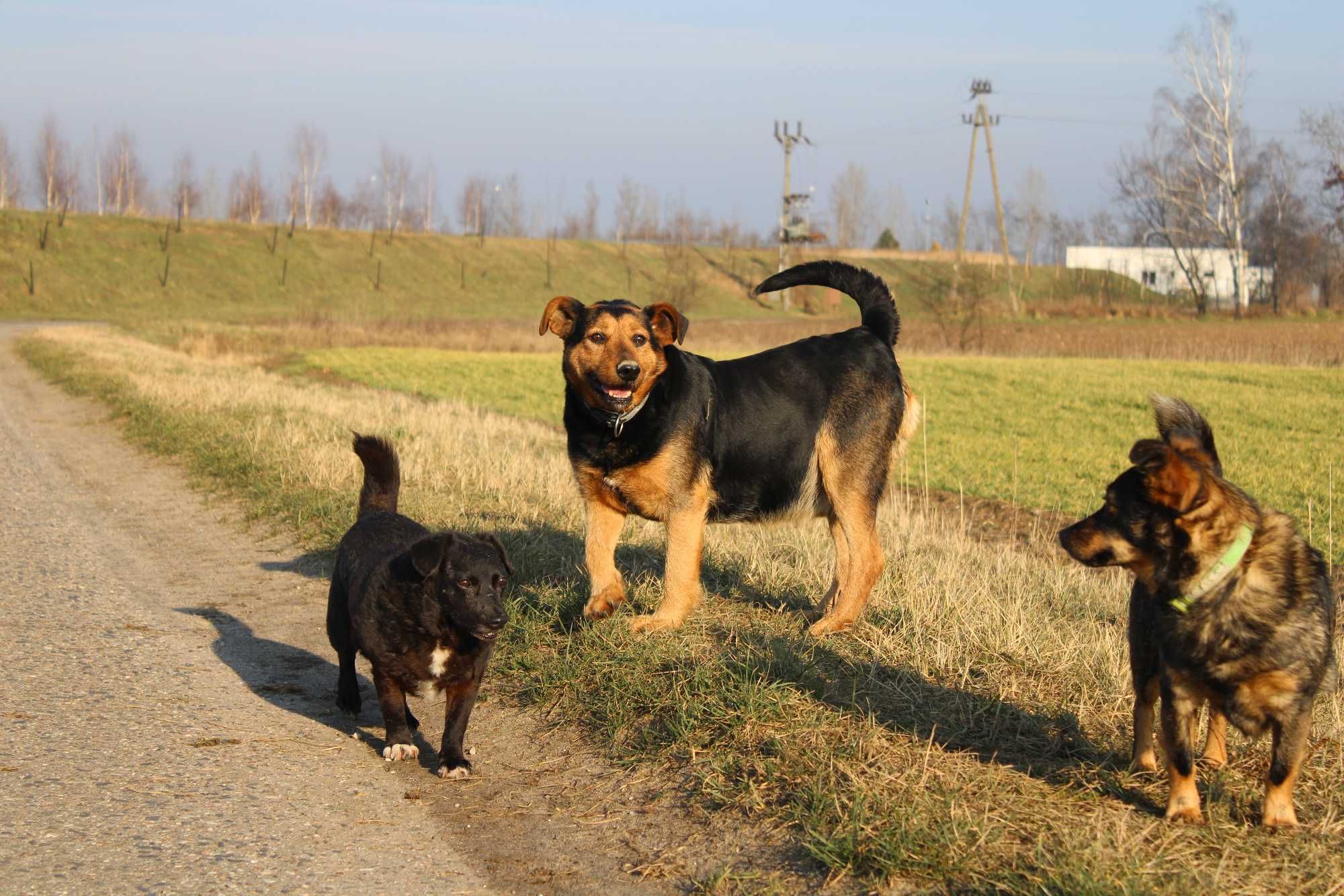 Borys masywny samiec łagodny kochany adopcja schronisko