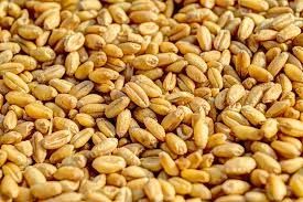 Продам зерно пшениці 4500грн тона