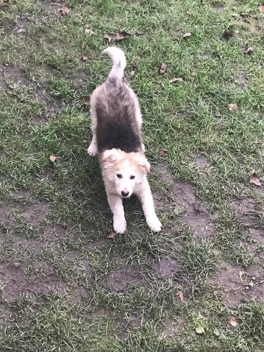 Пухнаста Умка шукає відповідальних батьків!