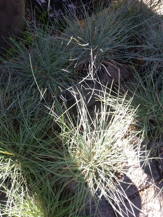 Plantas de cobertura Festuca, Erica e Grevilia