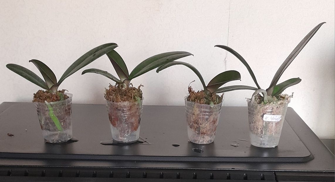 Орхідеї Pearch Walle(2.5) ,YH05103(2.5), New Yor(1.7)k