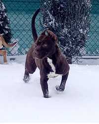 Piękna suka American Pit Bull Terrier
