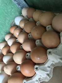 Swieże jaja od wlasnych kurek