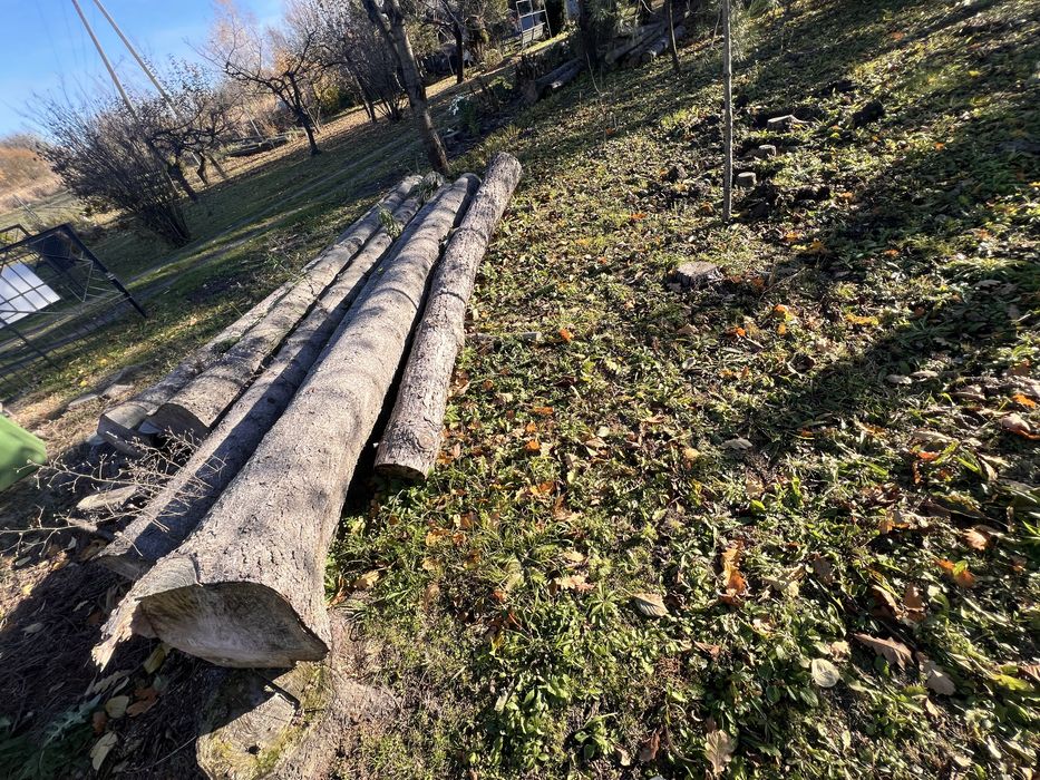 DRZEWO w całości sprzedam