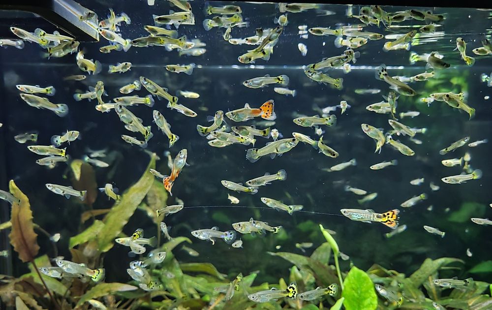 gupiki różnokolorowe, pawie oczko