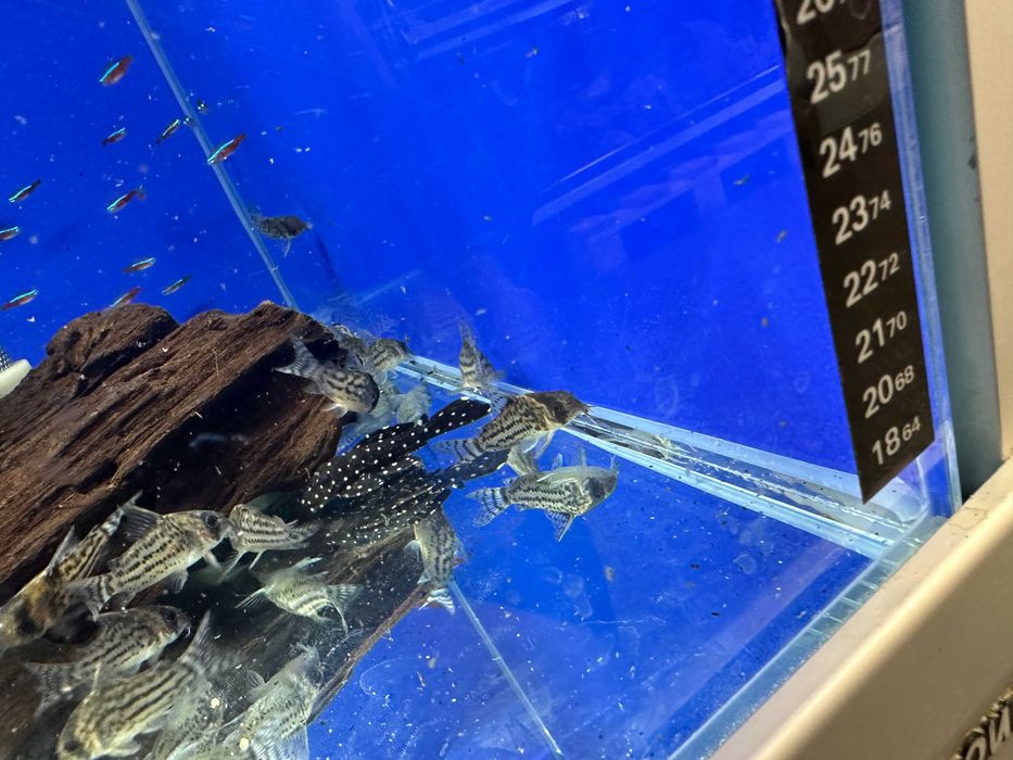 Leporacanthicus sp. L 240 zbrojnik
