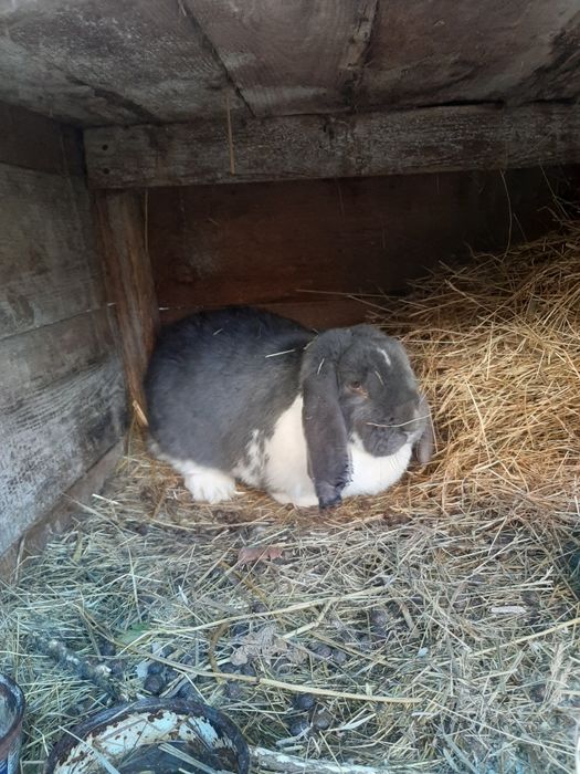 Sprzedam 3 samice i samca barana francuskiego