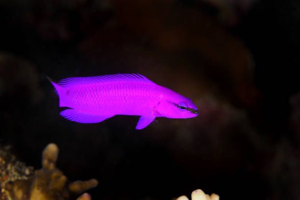 Ryba - Pseudochromis fridmani S/M Hodowla Akwarium morskie