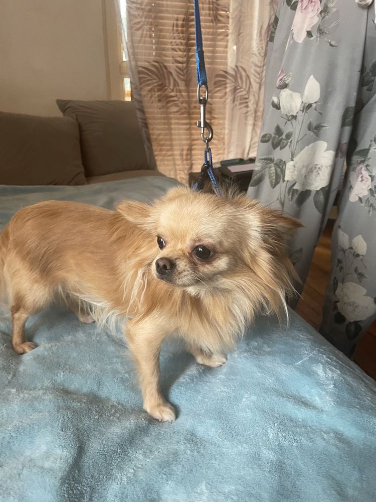 Chihuahua długowłosy