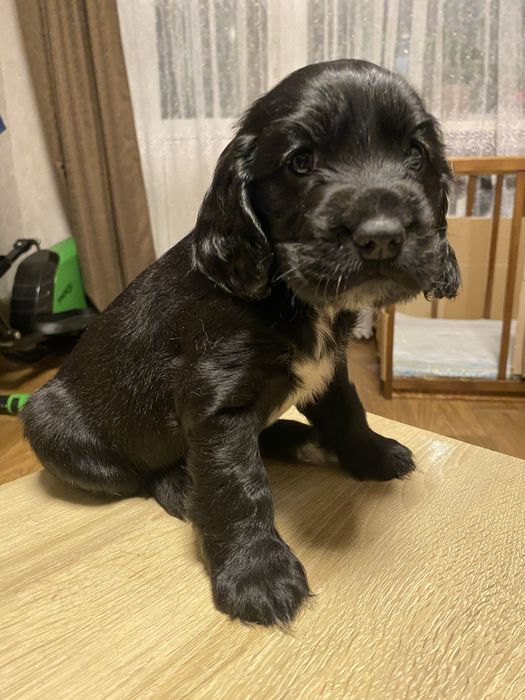 Цуценята Спаніеля