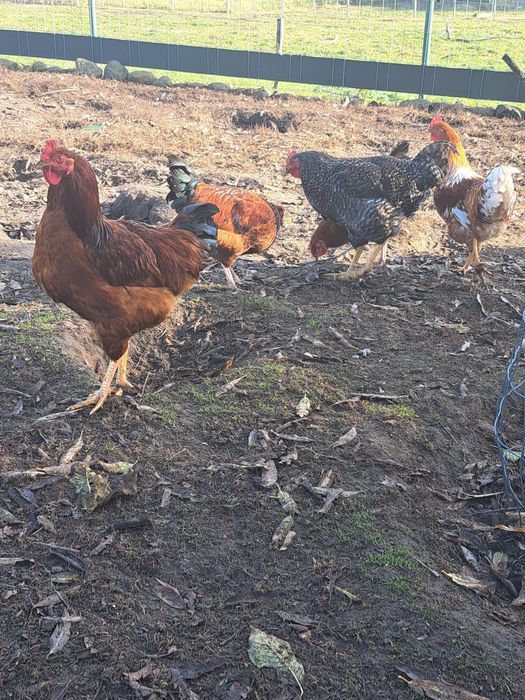 Młode koguty z 2024 r