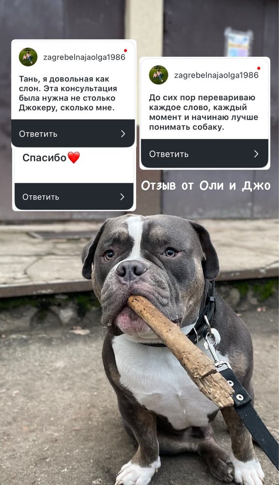 Кинолог, Специалист по поведению, зоопсихолог
