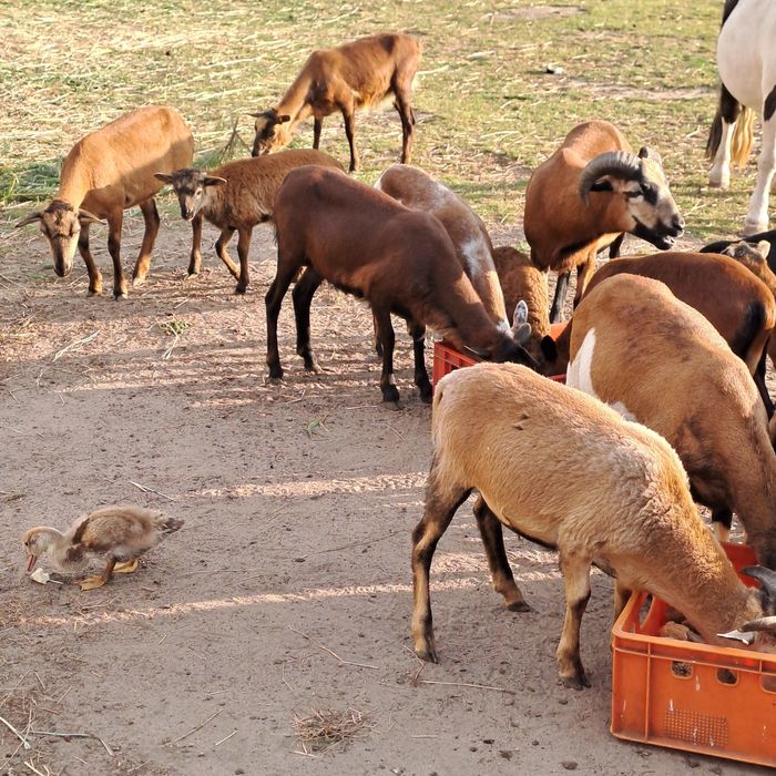 Sprzedam owce I baranki kameruńskie