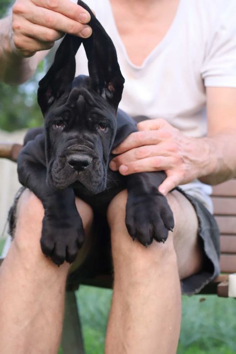 Piękne szczenię po championach Dog Niemiecki ZKwP FCI