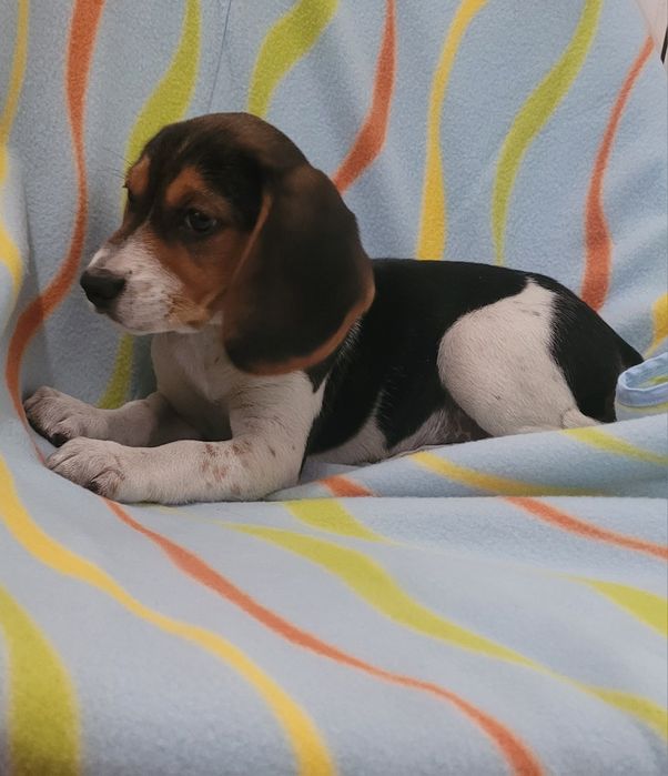 Beagle tricolor femea