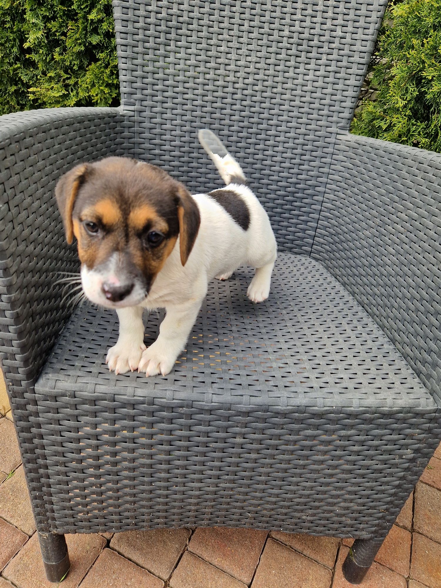 Jack russell terrier aktualne