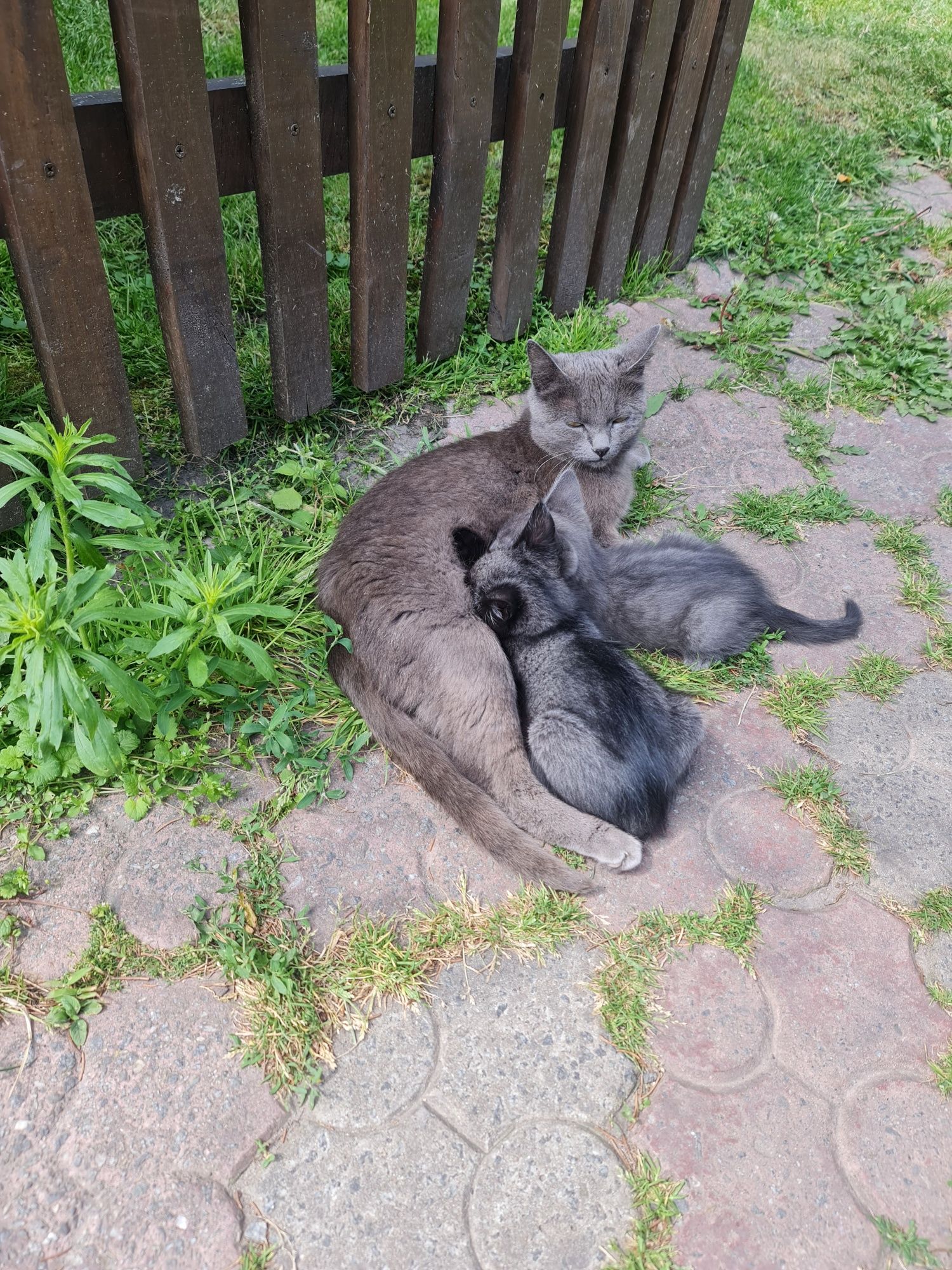 Віддамо в добрі руки кошенят (хлопчики)