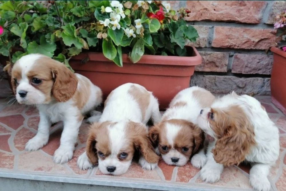 Cavalier King Charles Spaniel Cavalier SUCZKI I PIESKI !