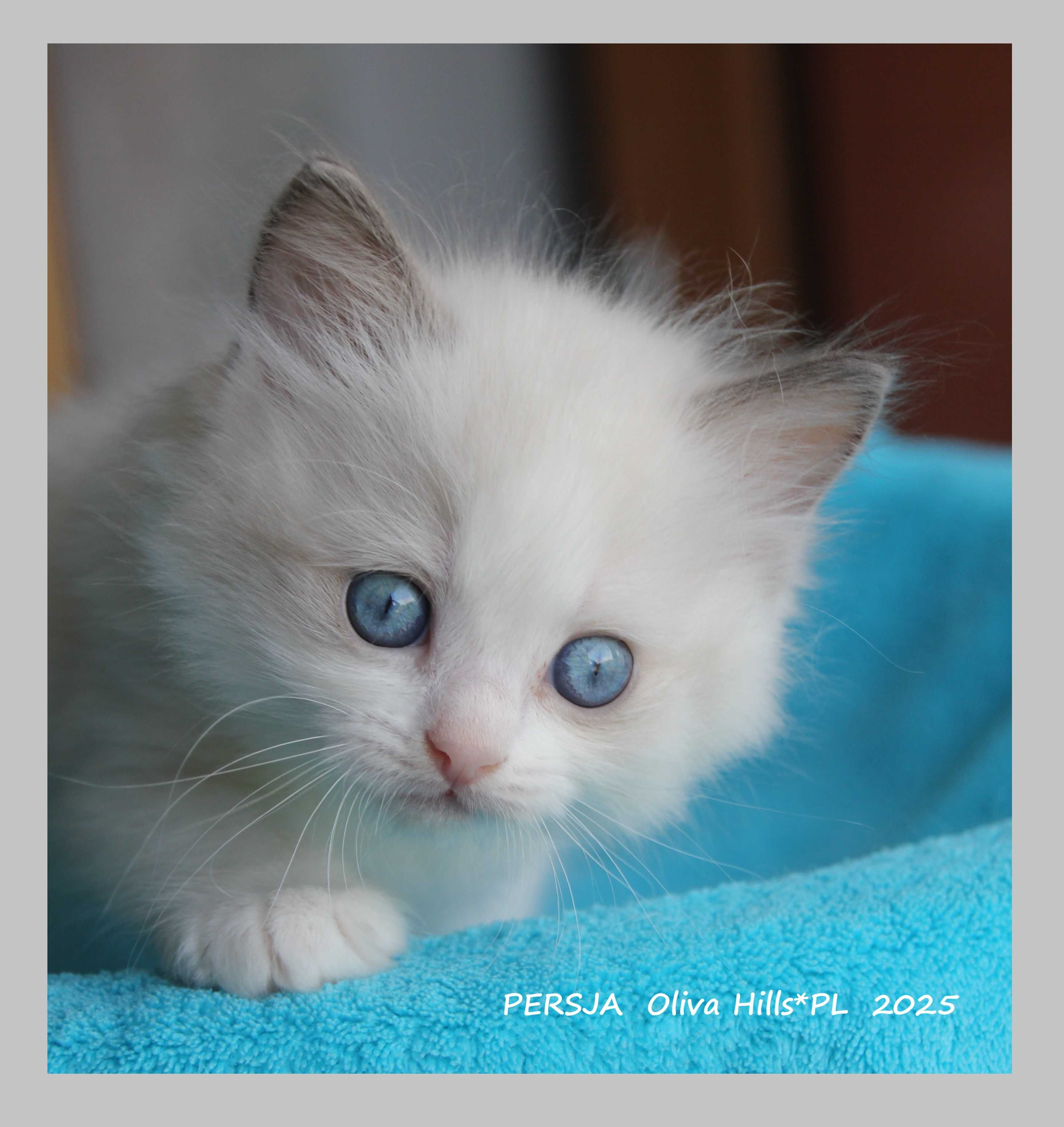 Śliczne Kocięta Ragdoll Gdańsk do odbioru w sierpniu