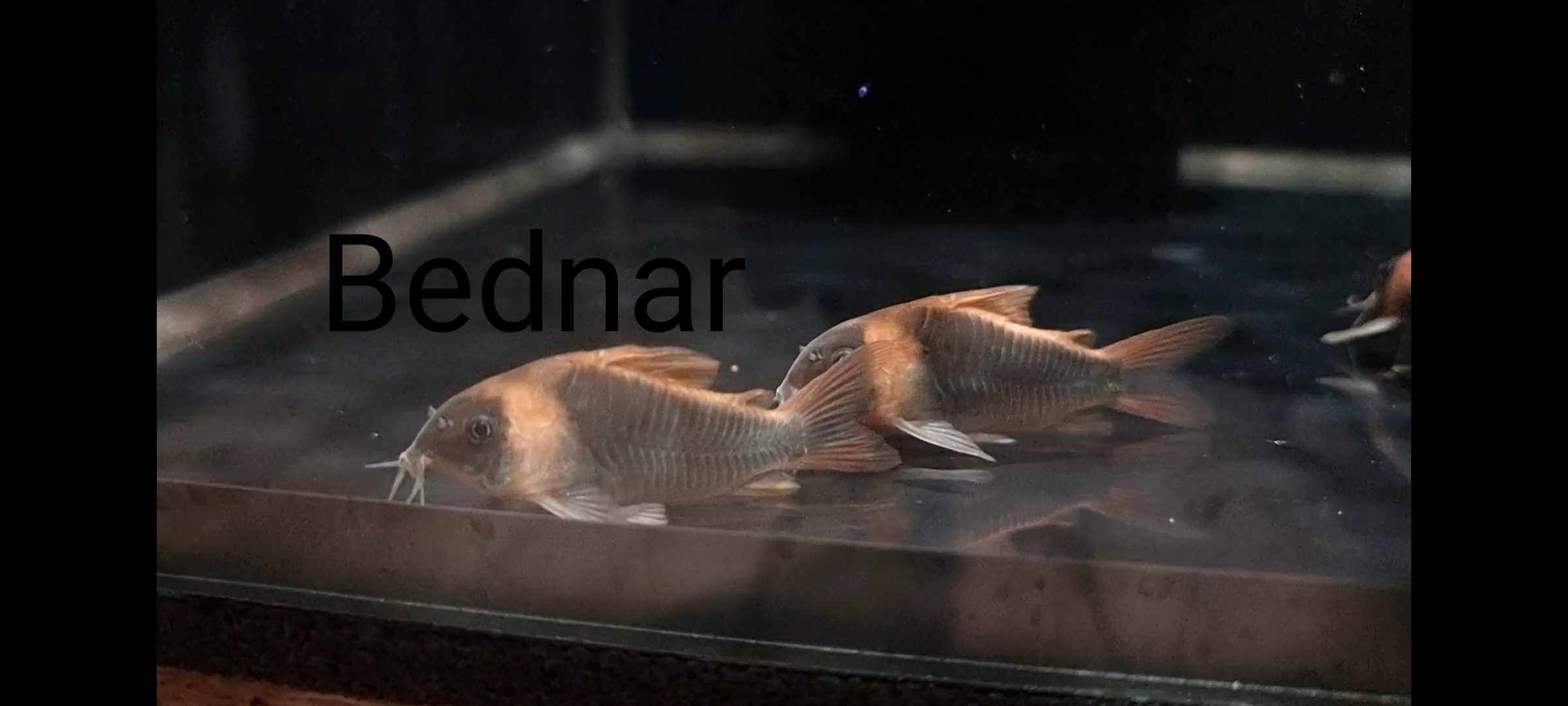 Dzikie Corydoras eques