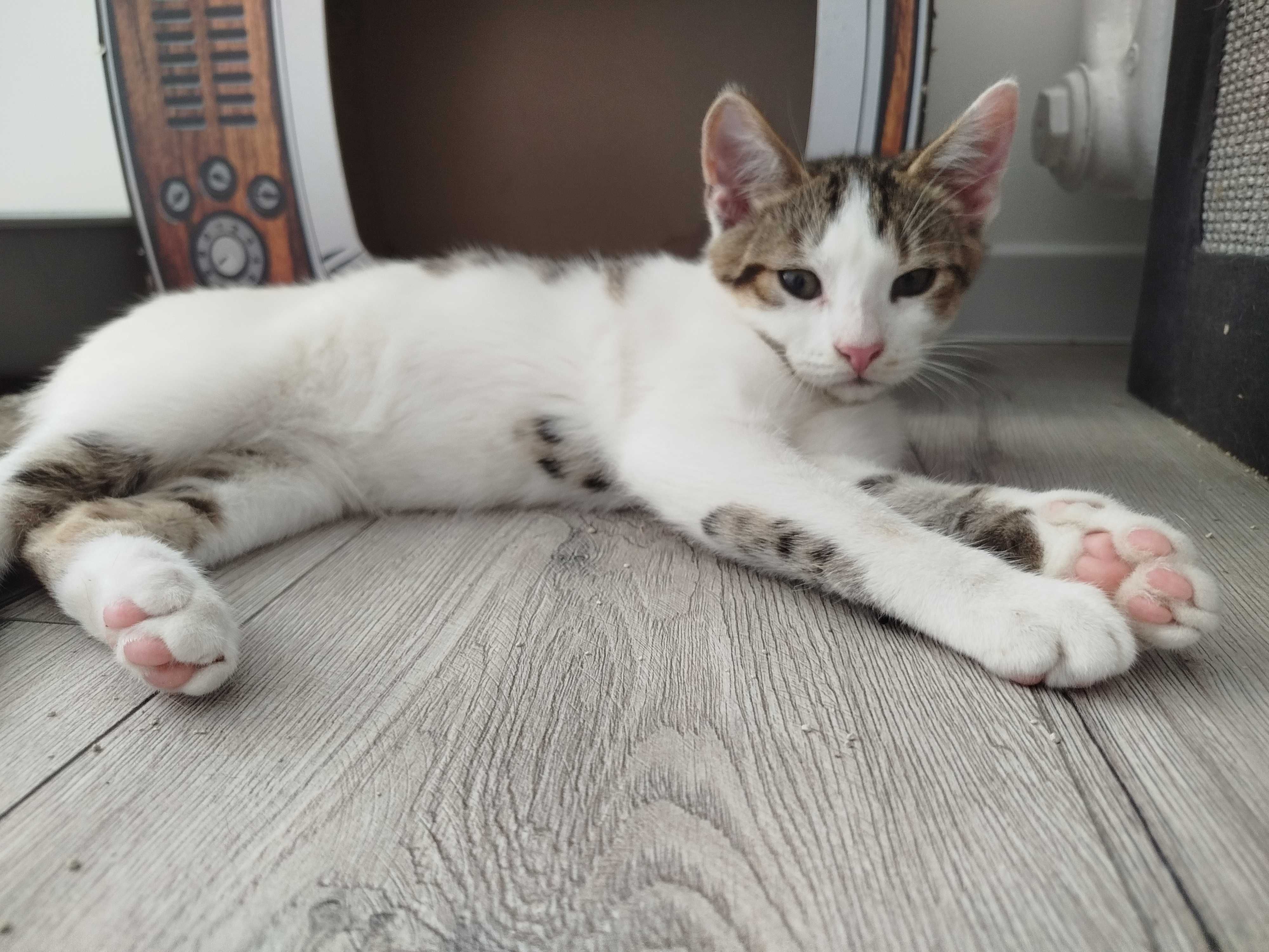 Kotek do adopcji