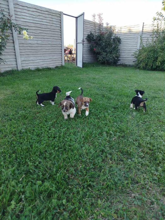 Szczeniaki do adopcji