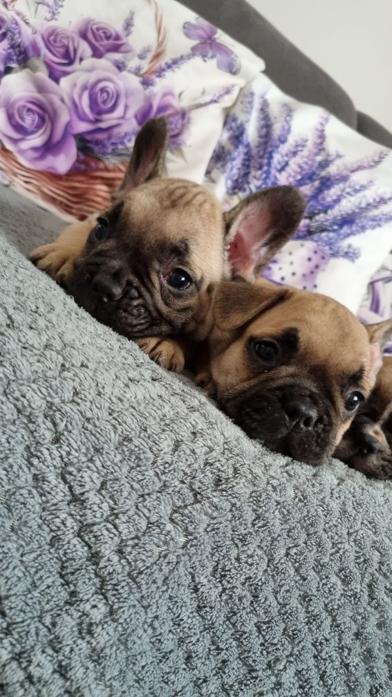 Buldog francuski pies