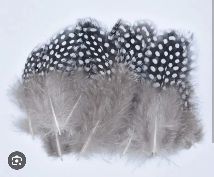 Пір'я цесарок ,фазанів