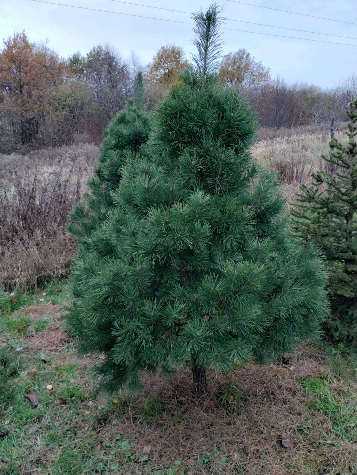 Wyjątkowe IGLAKI Sosny Świerki Jodły Daglezje Bonsai z EKO plantacji