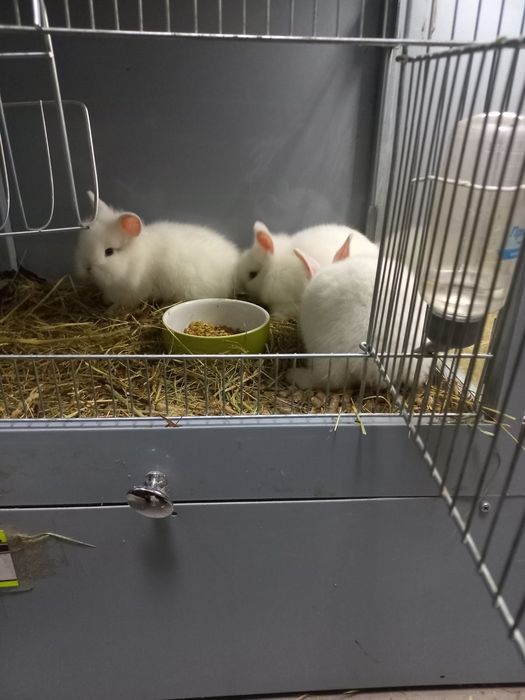 Декоративні кролики