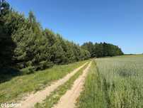 Działka leśna 2,6 ha, Kamieniec powiat siedlecki