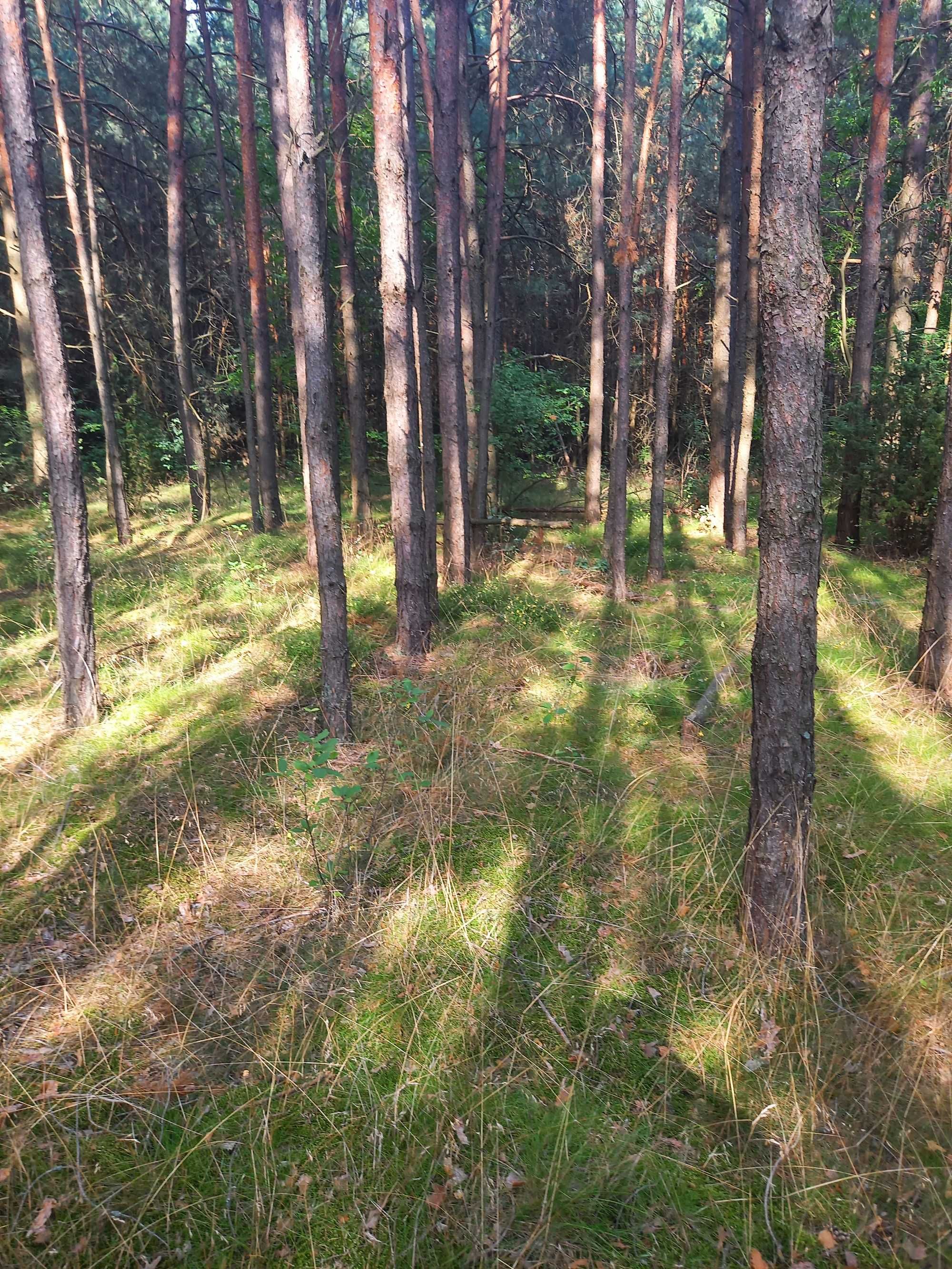 Sprzedam działkę leśną w Broku ul. Żurawieniec 6800mkw